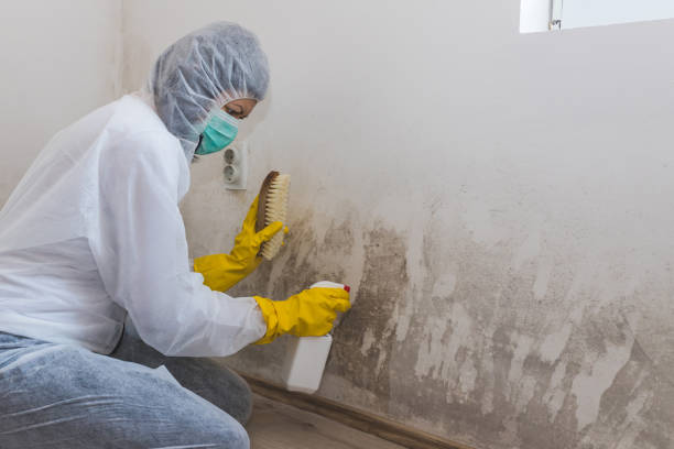 Best Basement Mold Removal  in Orchard Homes, MT