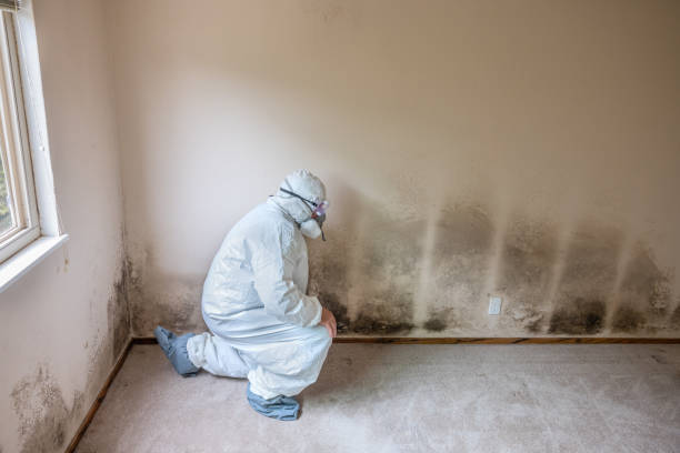 Best Basement Mold Removal  in Orchard Homes, MT