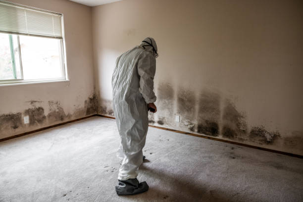 Professional Mold Inspection, Removal & Remediation in Orchard Homes, MT